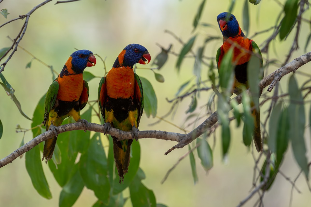 Red-collared Lorikeet - ML645348756