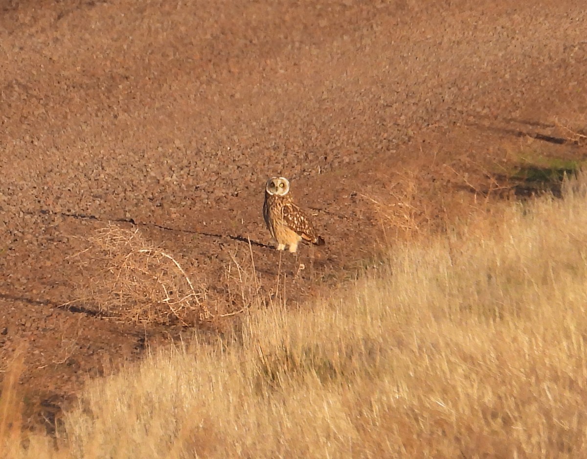 Хулгар гуйванга - ML645348767