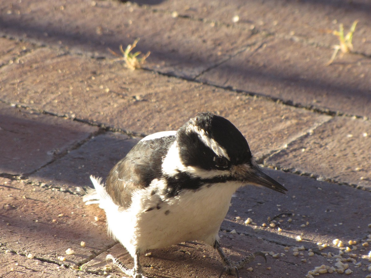 Hairy Woodpecker - ML645348773