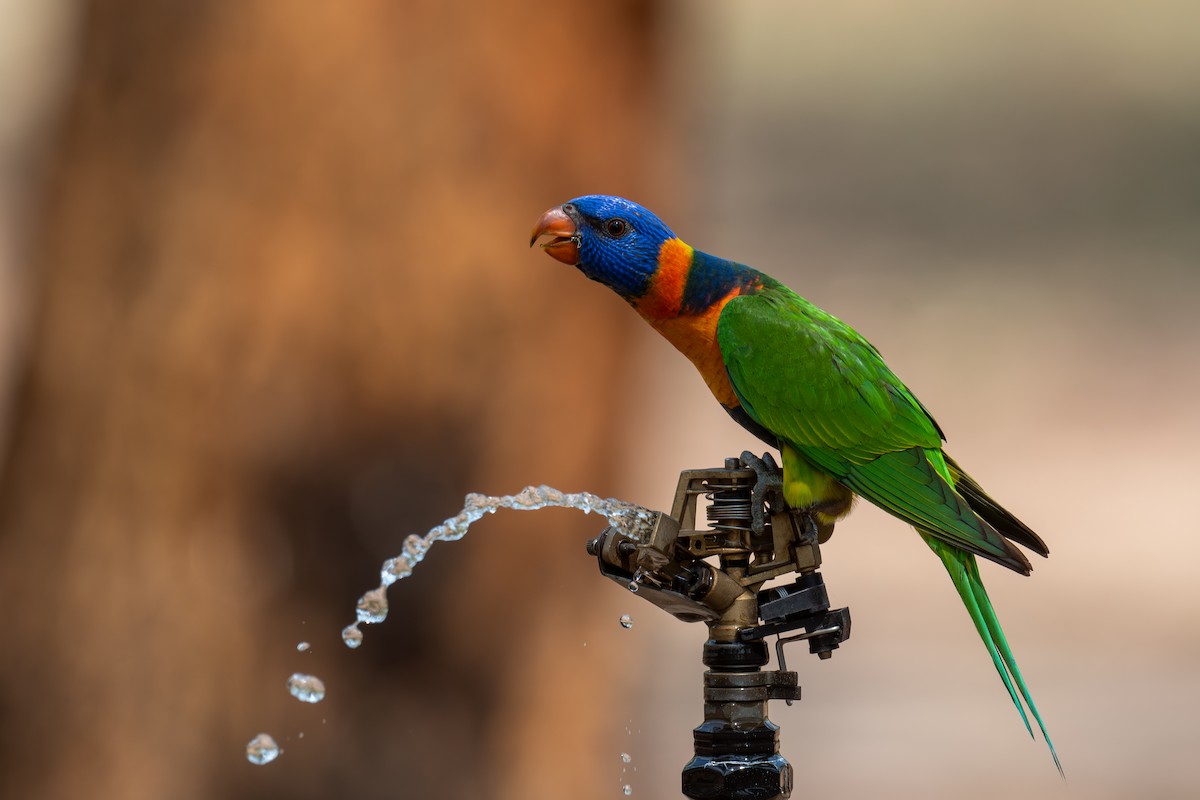 Red-collared Lorikeet - ML645348774