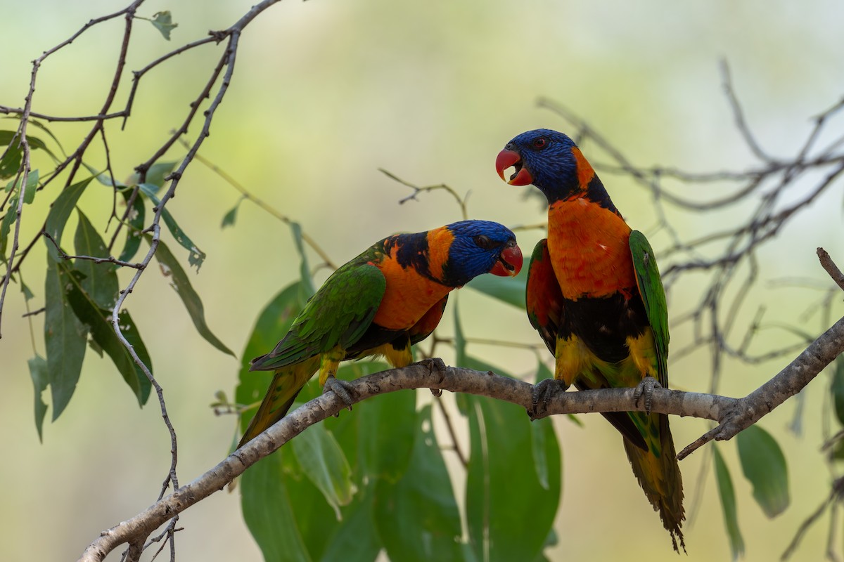 Red-collared Lorikeet - ML645348776