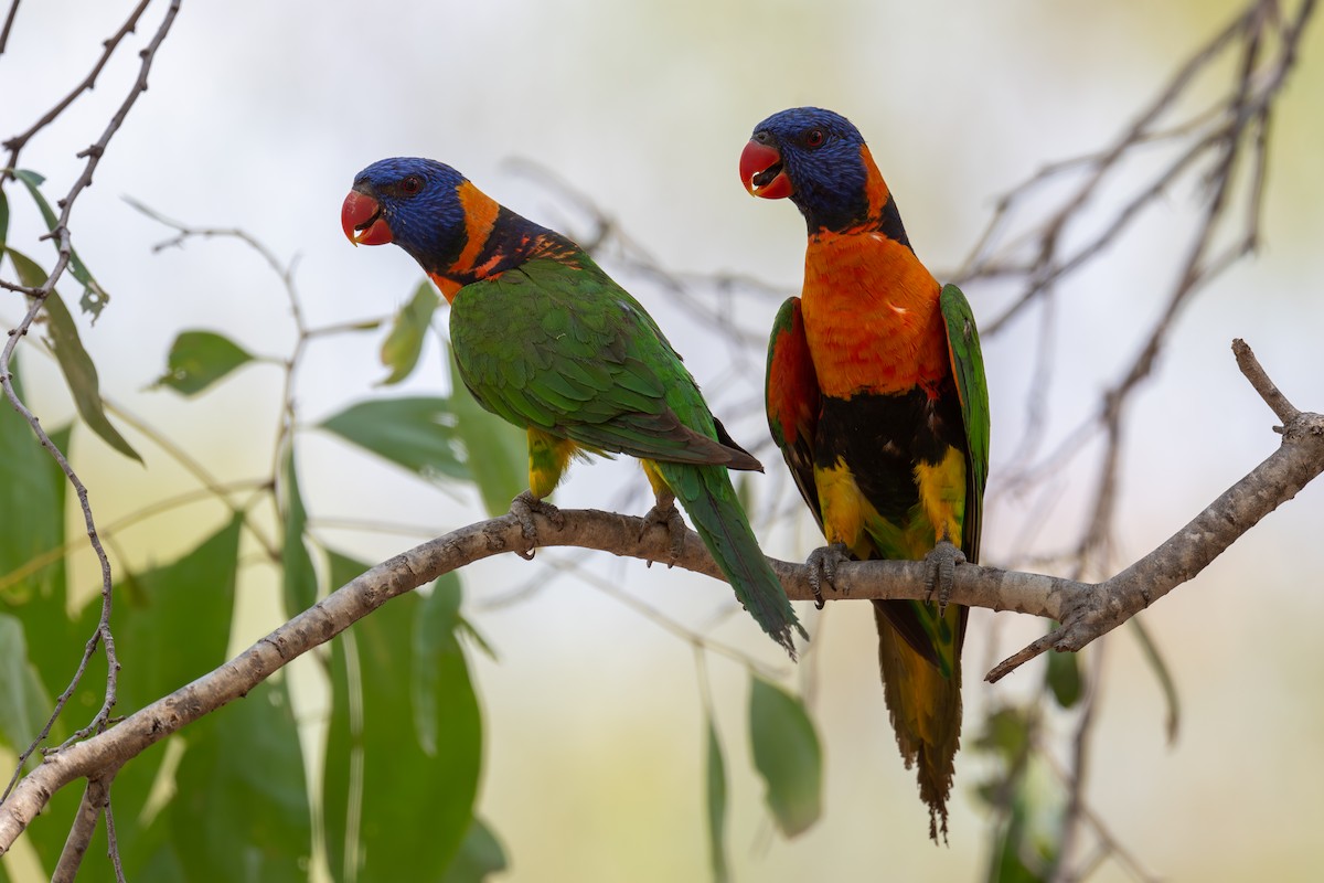 Red-collared Lorikeet - ML645348777