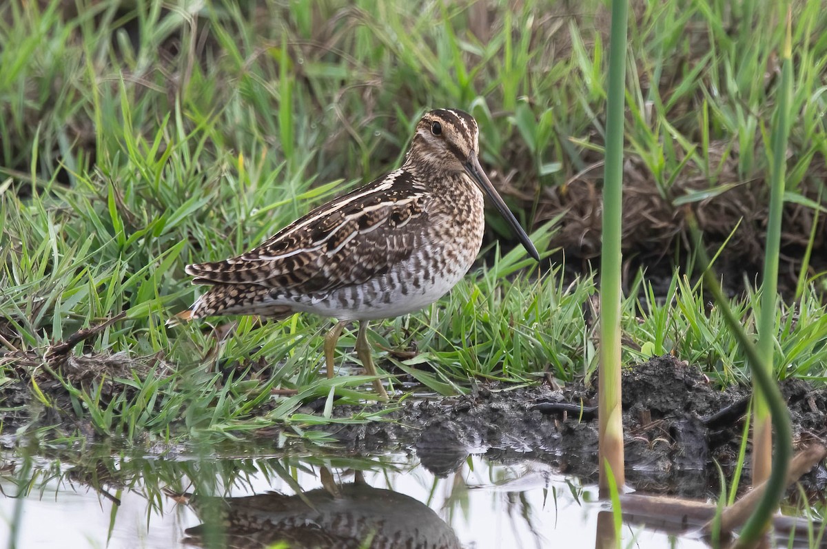 Wilson's Snipe - ML645348798