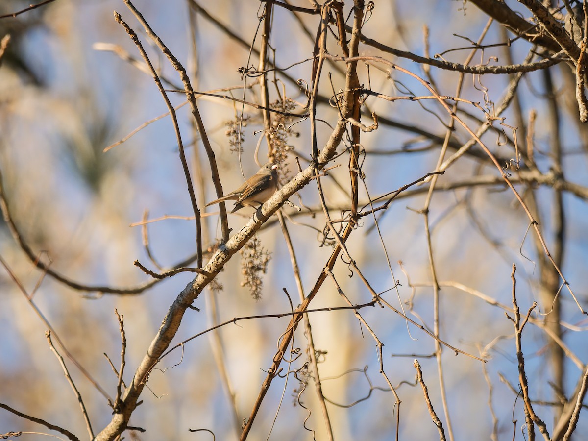 Dark-eyed Junco - ML645348801