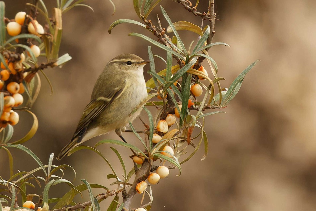 Hume's Warbler - ML645348806