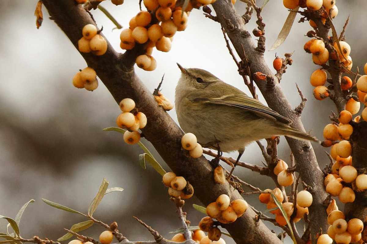 Hume's Warbler - ML645348807