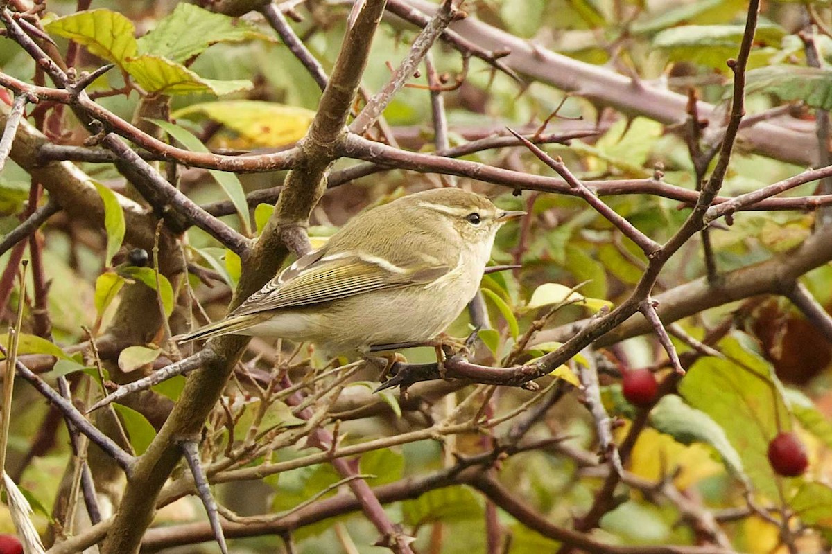 Hume's Warbler - ML645348808