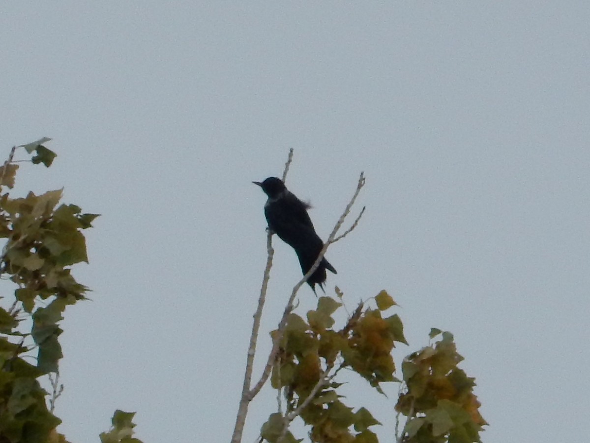 ルイスキツツキ - ML645348810