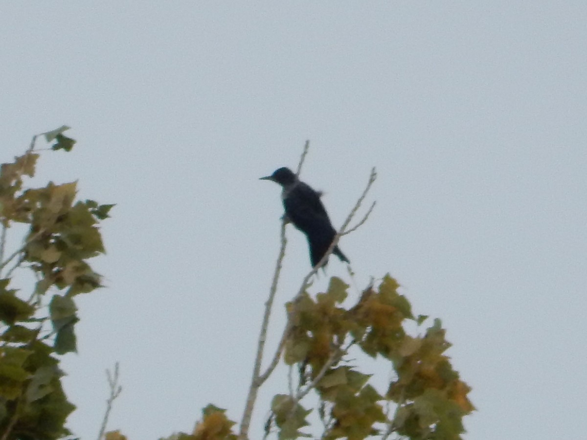 ルイスキツツキ - ML645348811