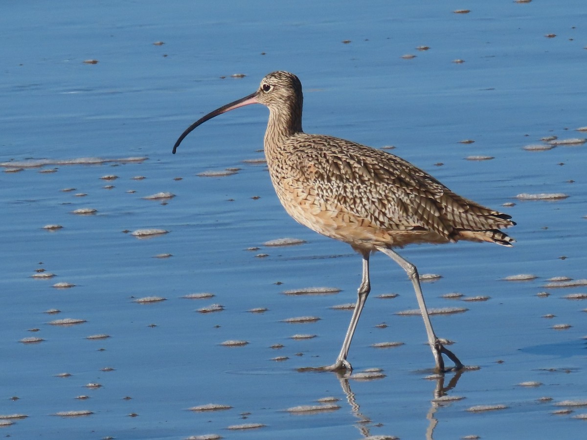 Long-billed Curlew - ML645348826
