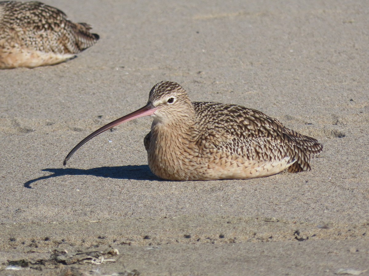 Long-billed Curlew - ML645348830