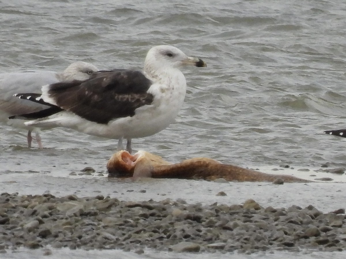 racek mořský - ML645348831