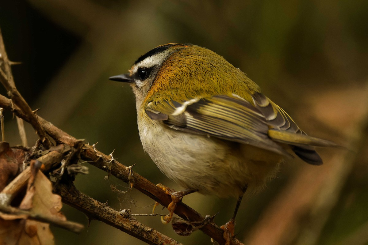 Common Firecrest - ML645348840