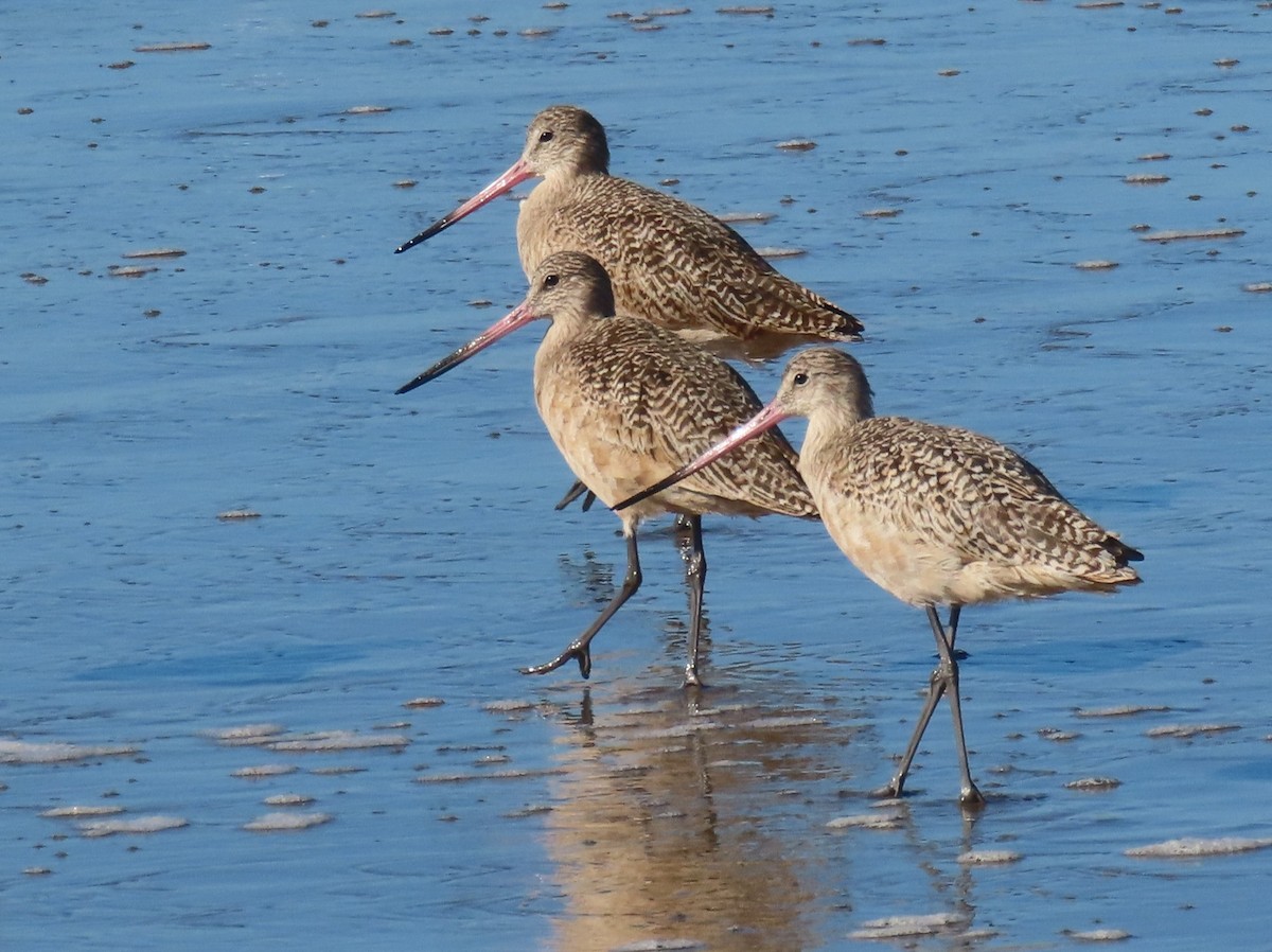 Marbled Godwit - ML645348844