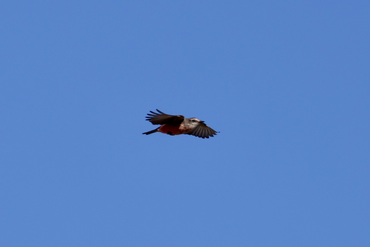 Vermilion Flycatcher - ML645348853