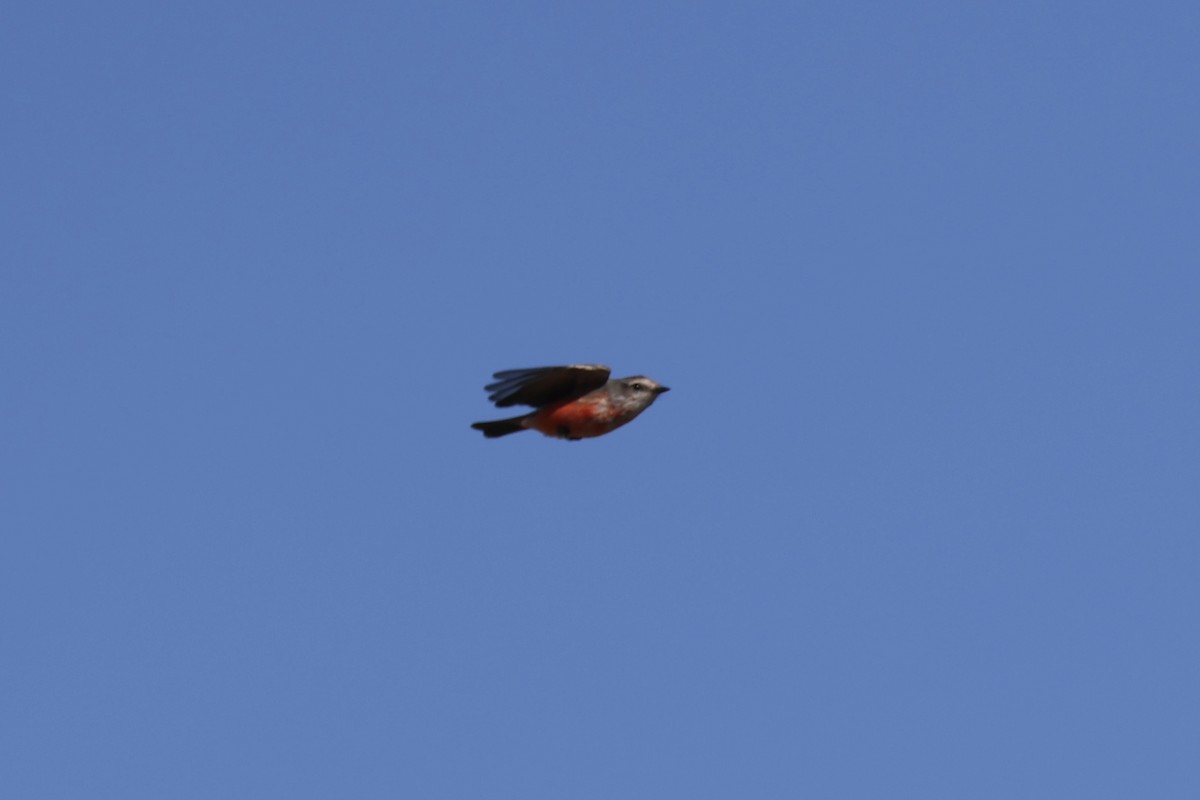 Vermilion Flycatcher - ML645348855