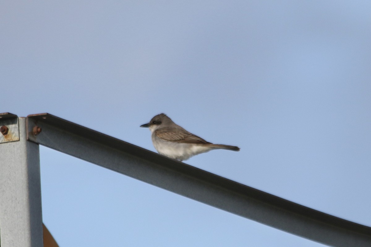 Gray Kingbird - ML645348856