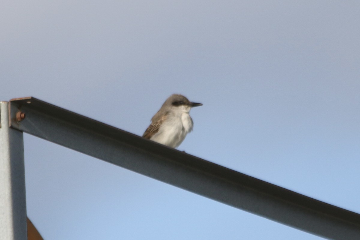 Gray Kingbird - ML645348857