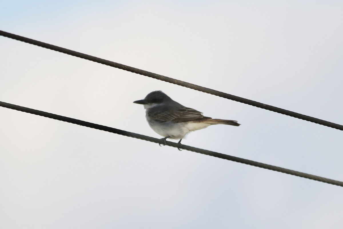 Gray Kingbird - ML645348858