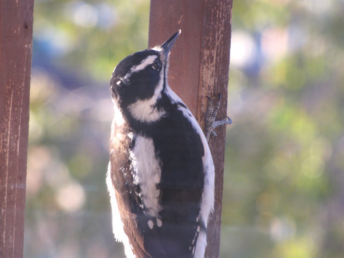 Hairy Woodpecker - ML645348876