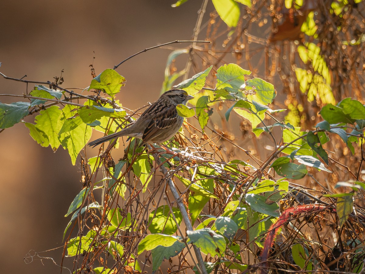 White-throated Sparrow - ML645348878