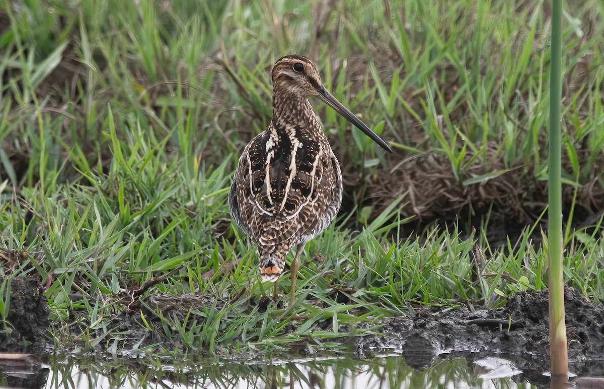 Wilson's Snipe - ML645348882