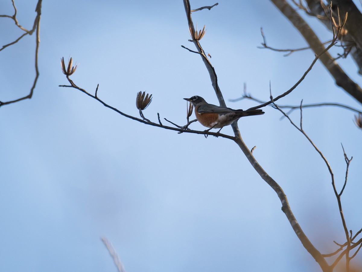 American Robin - ML645348886