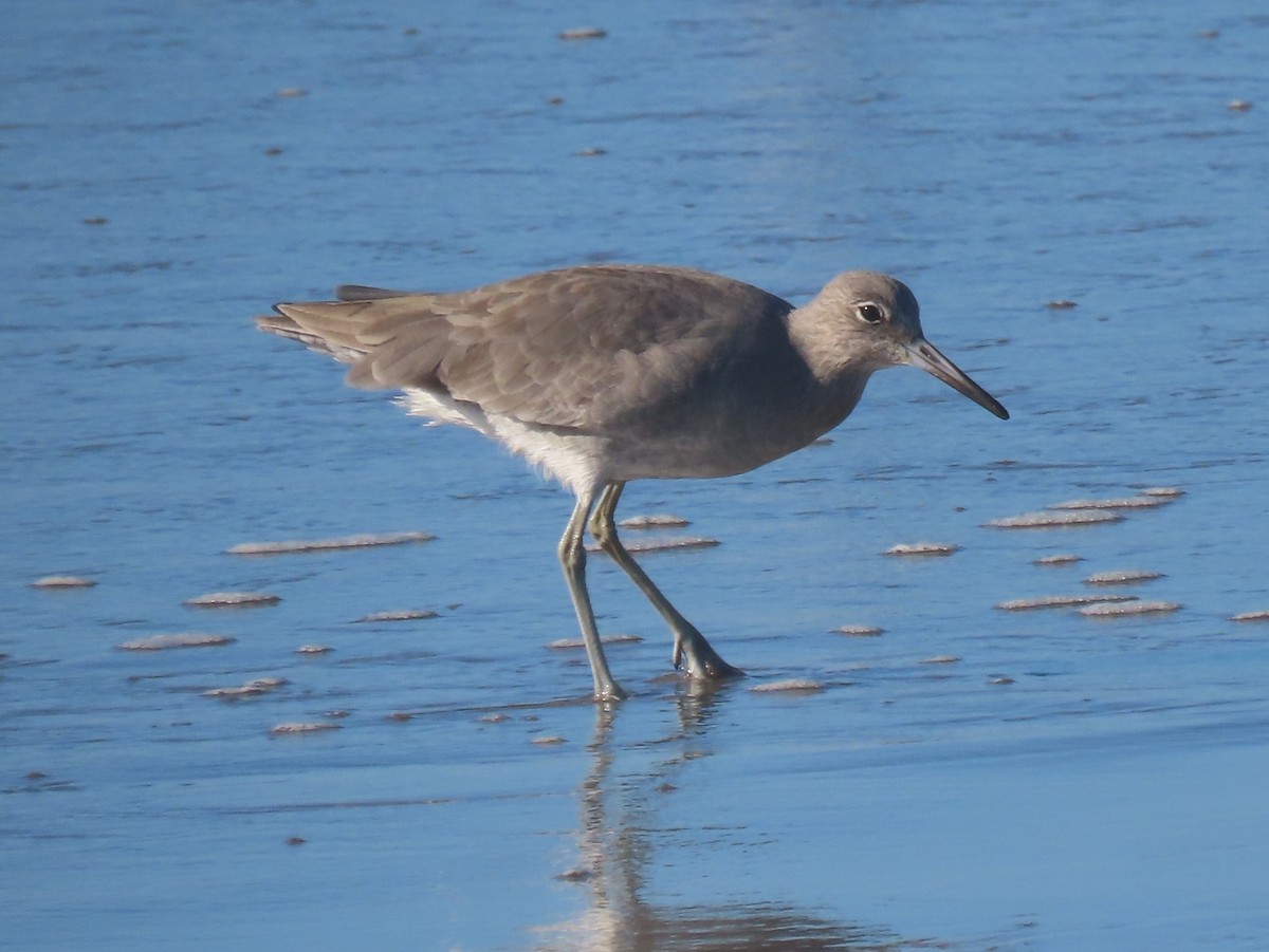 Willet - ML645348888