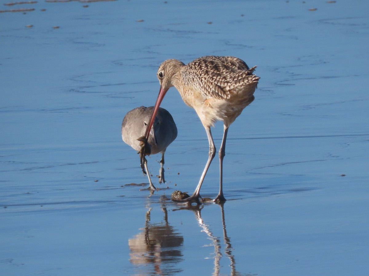 Willet - ML645348889