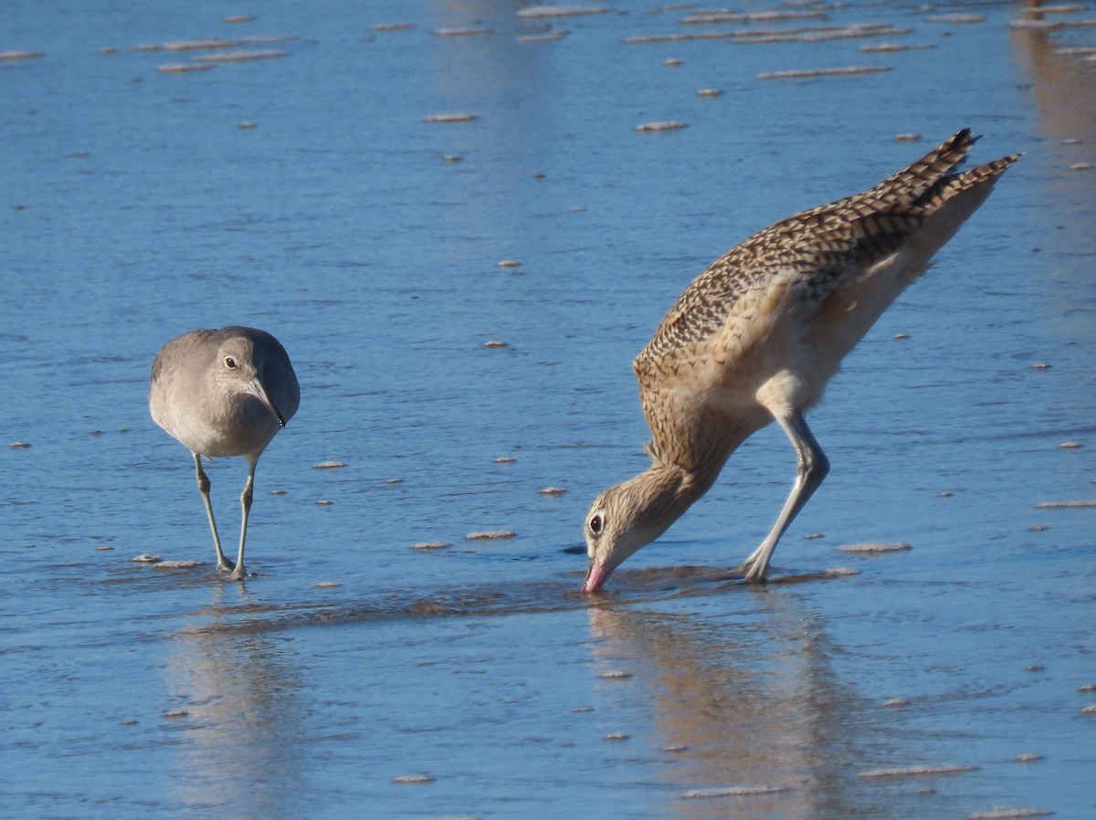 Willet - ML645348890