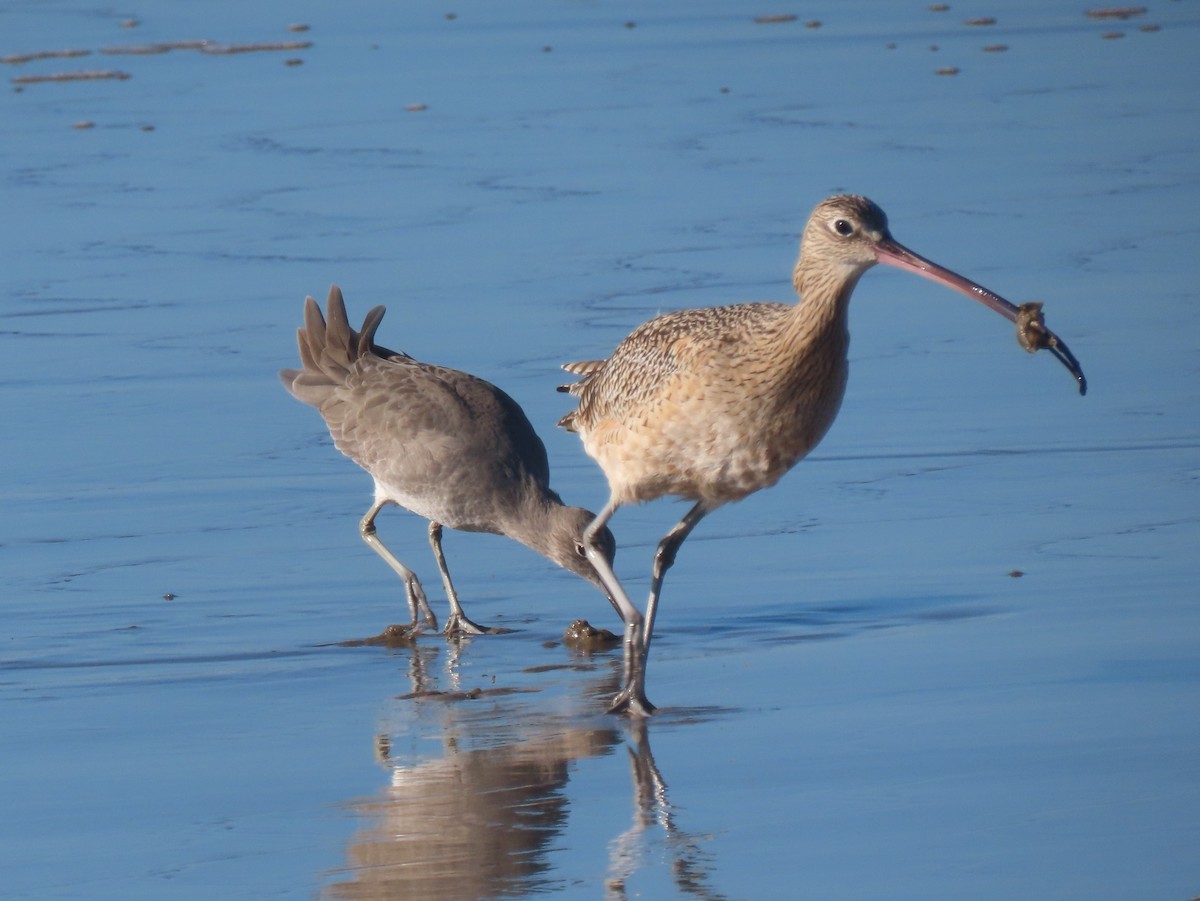 Willet - ML645348891