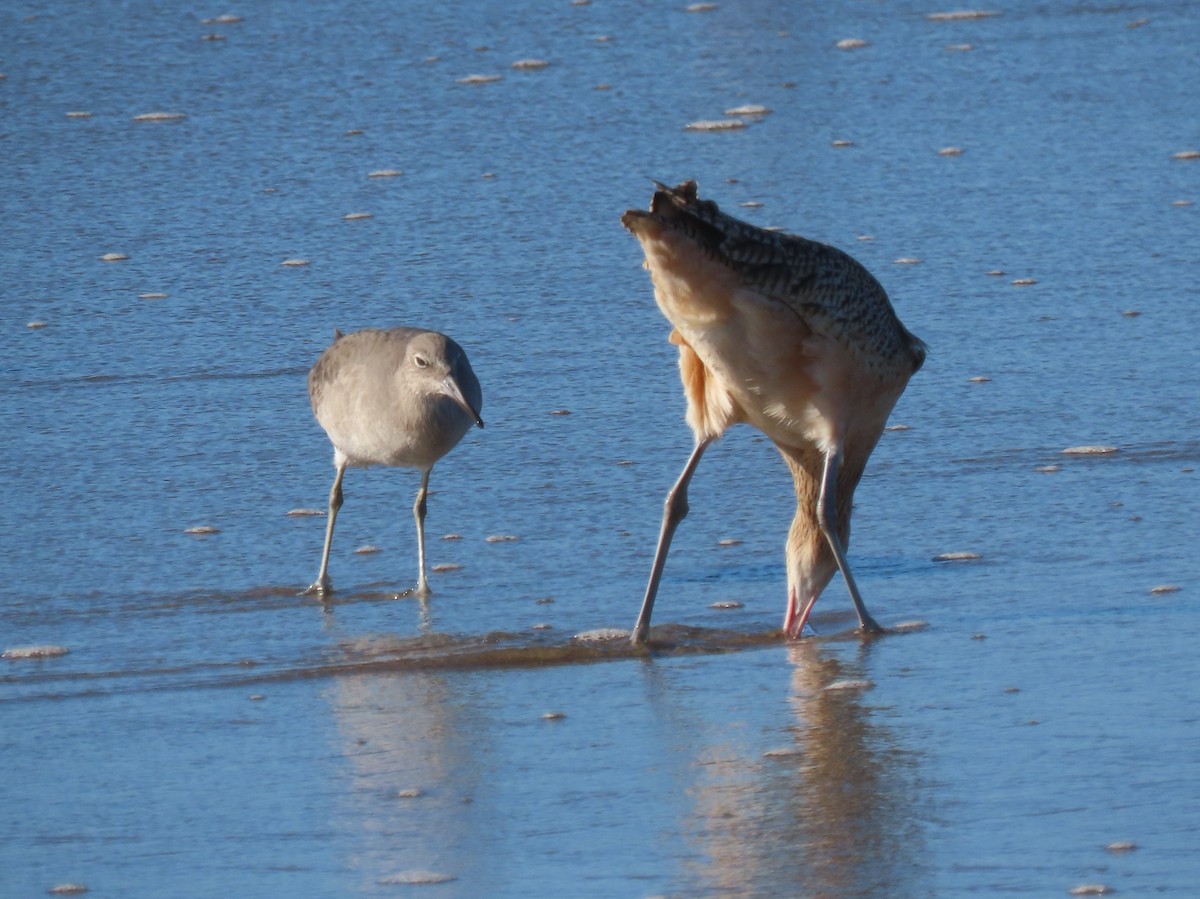 Willet - ML645348892