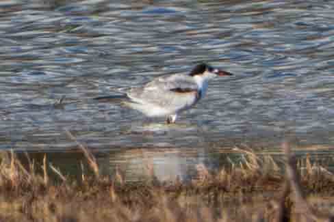 Common Tern - ML645348922