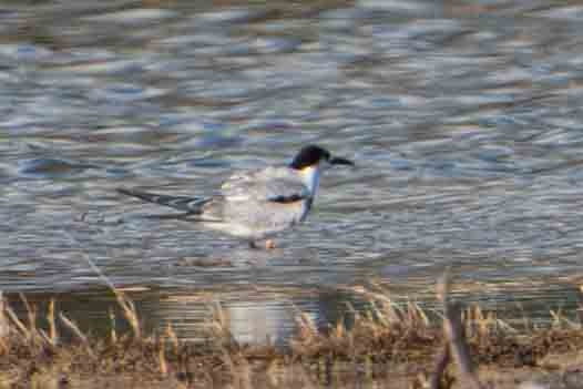 Common Tern - ML645348923