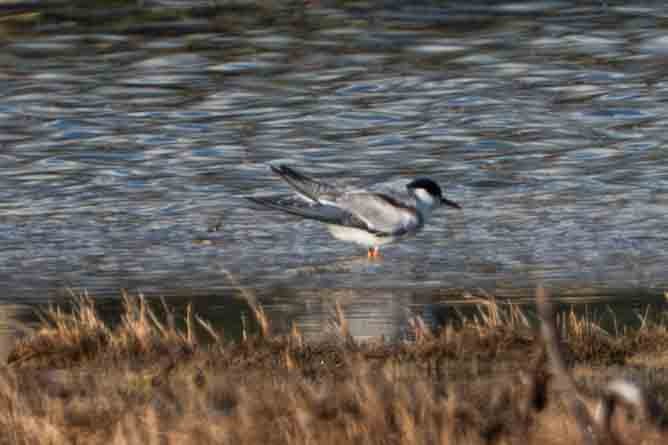 Common Tern - ML645348924