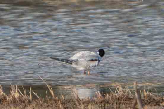 Common Tern - ML645348925