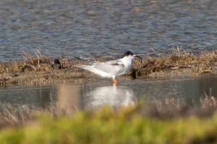 Common Tern - ML645348927