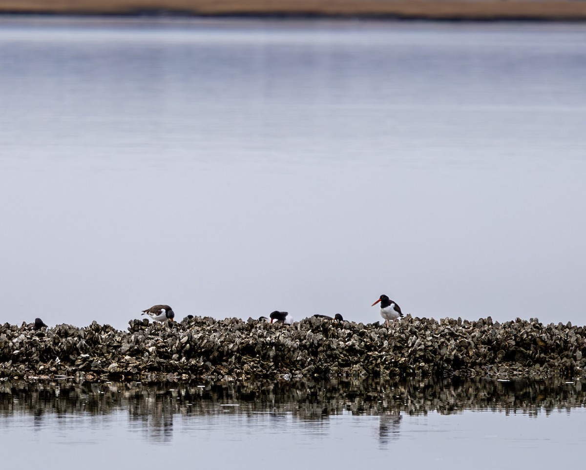 American Oystercatcher - ML645348945