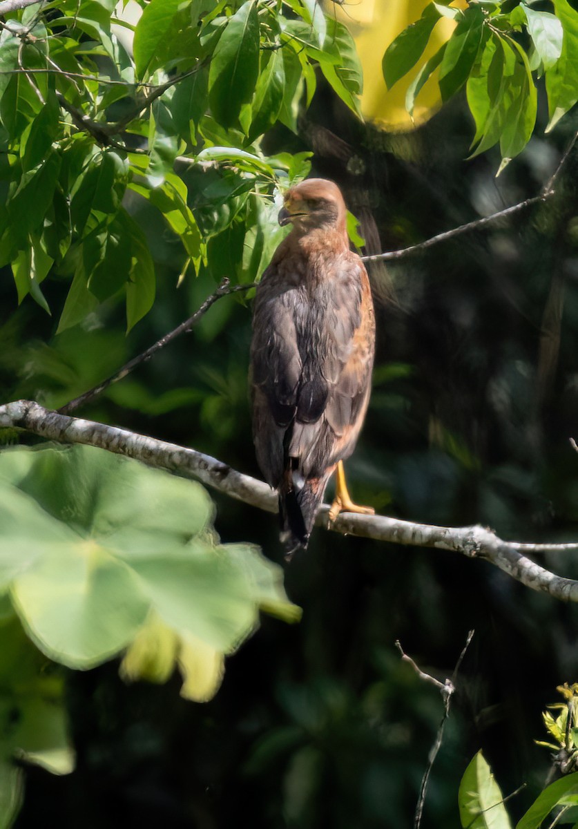 Саванный крабоед - ML645348950