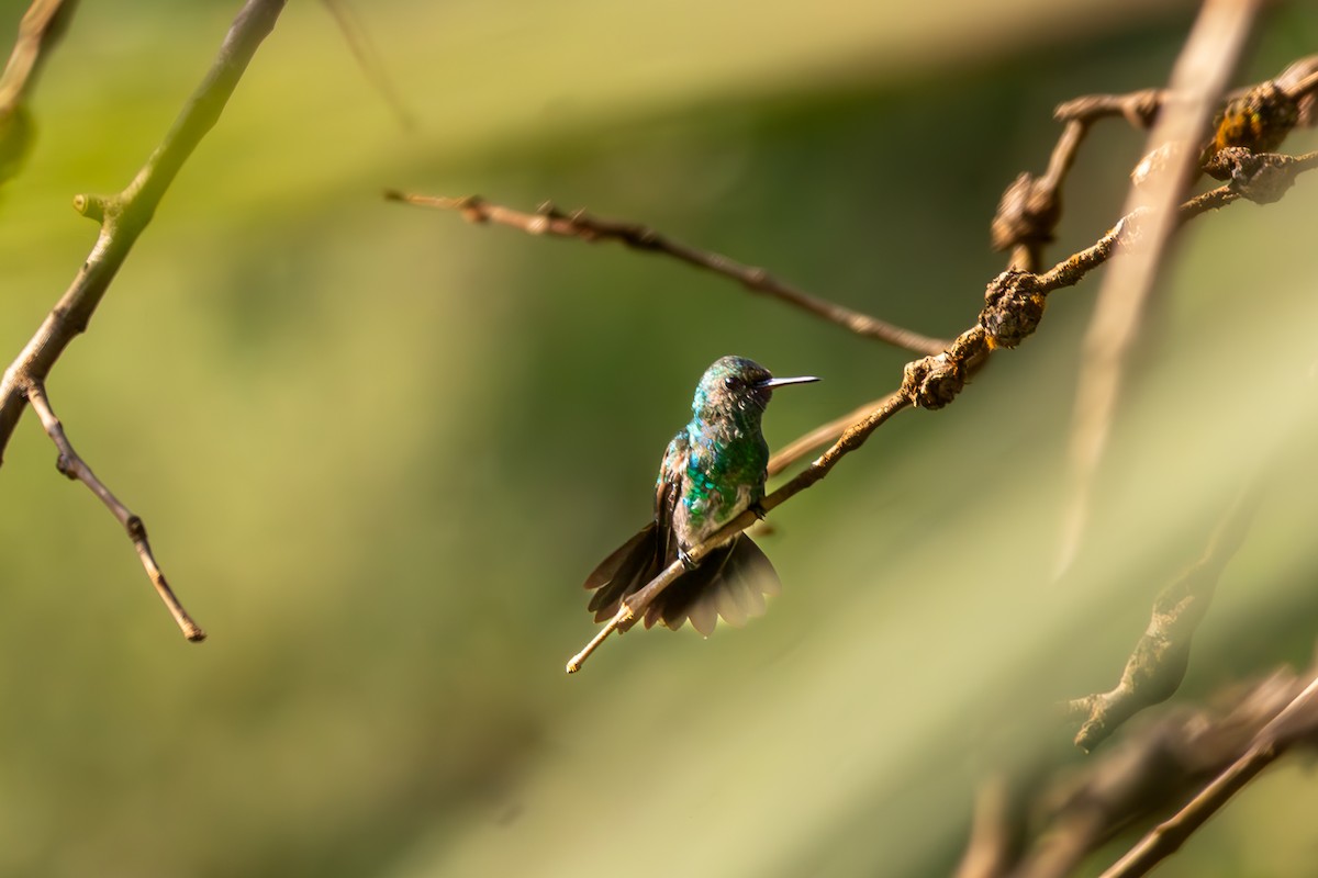 Colibri à menton bleu - ML645348973