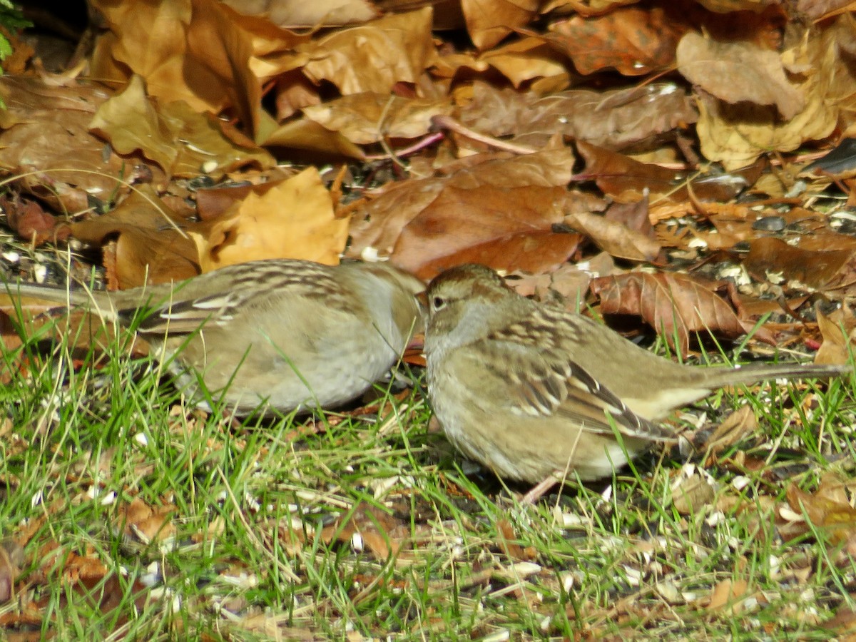 White-crowned Sparrow - ML645348992