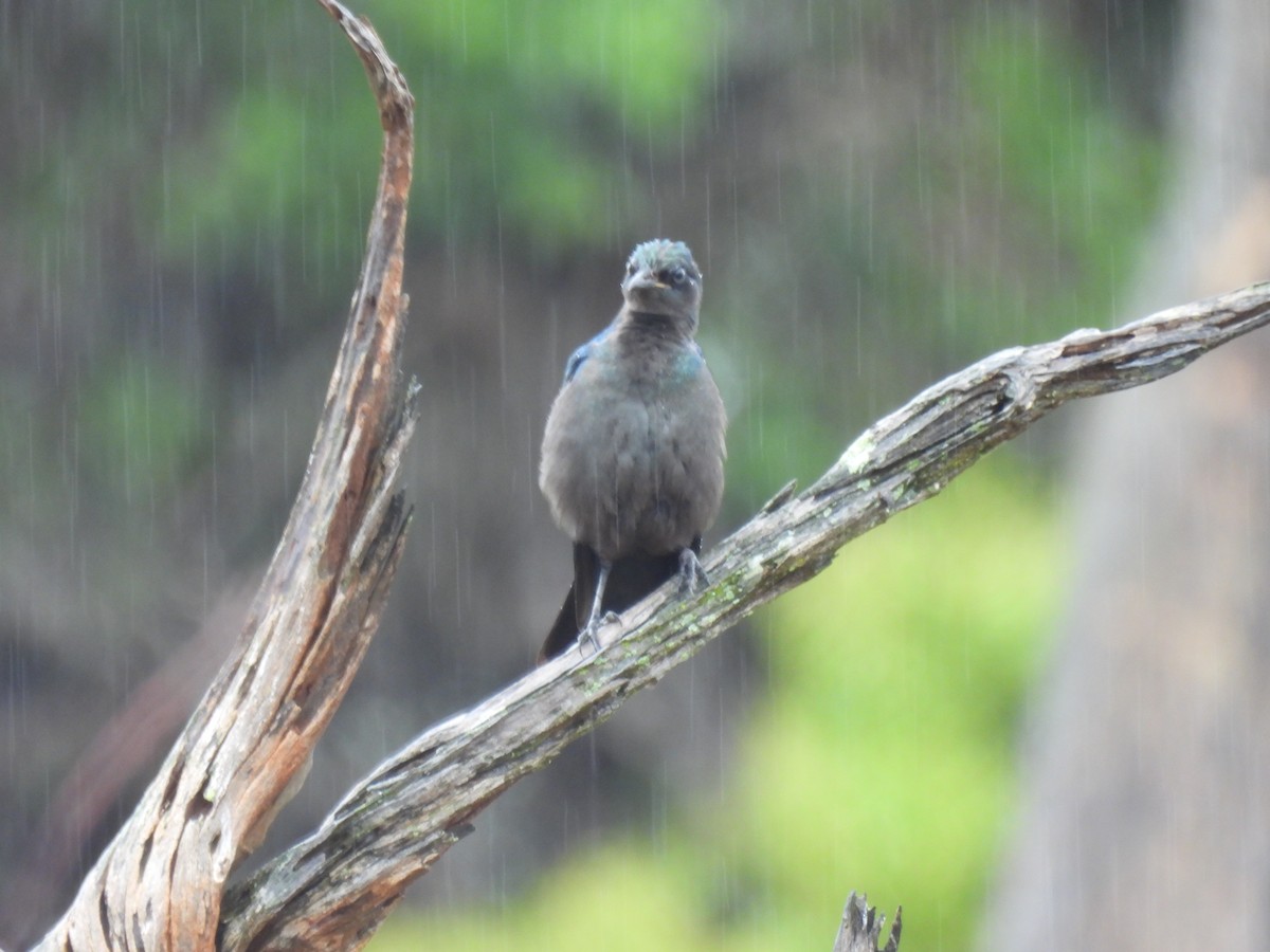 Grünschwanz-Glanzstar - ML645348993