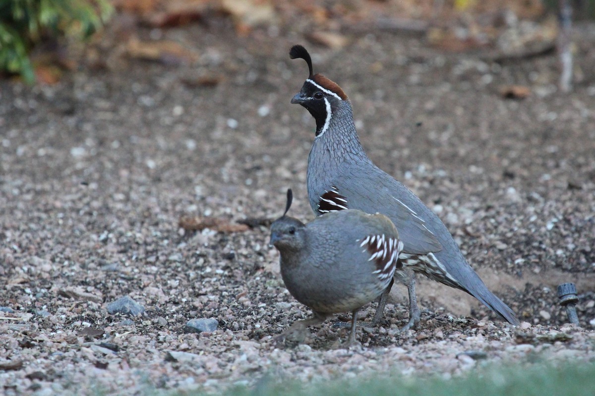 Gambel's Quail - ML645348999