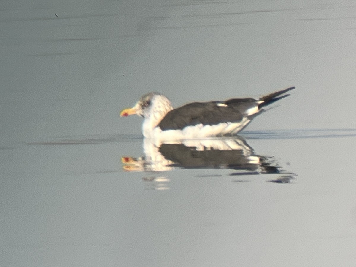 Lesser Black-backed Gull - ML645349026