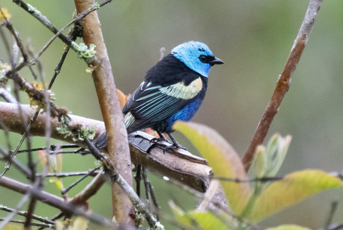 Лазурноголовая танагра - ML645349037