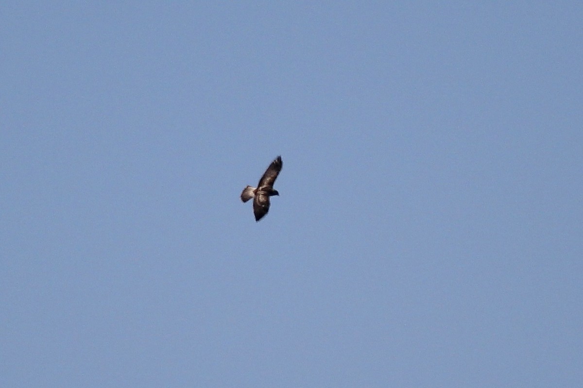 Swainson's Hawk - ML645349038