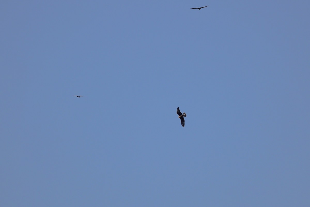 Swainson's Hawk - ML645349040