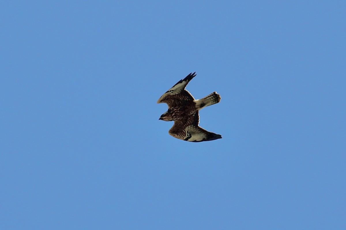 Swainson's Hawk - ML645349043