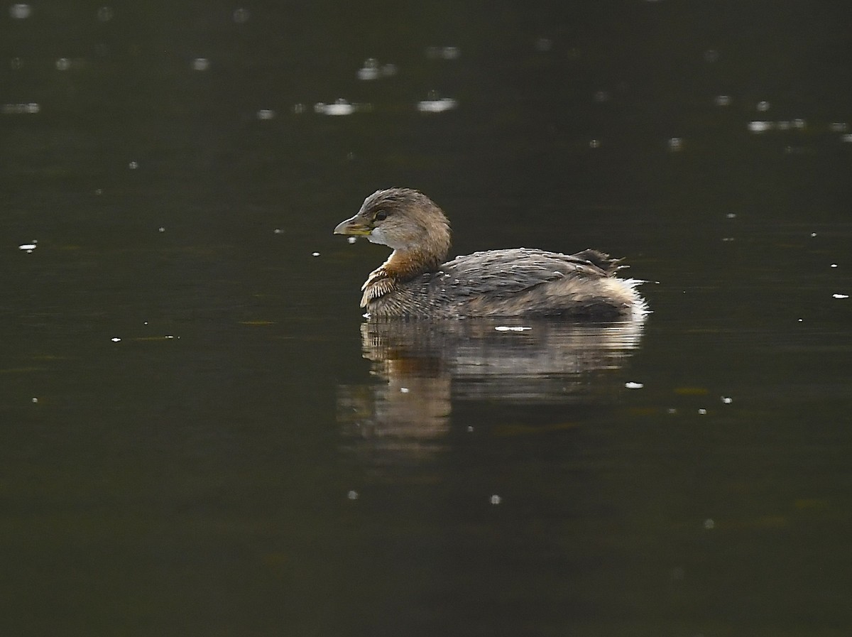 Pied-billed Grebe - ML645349069