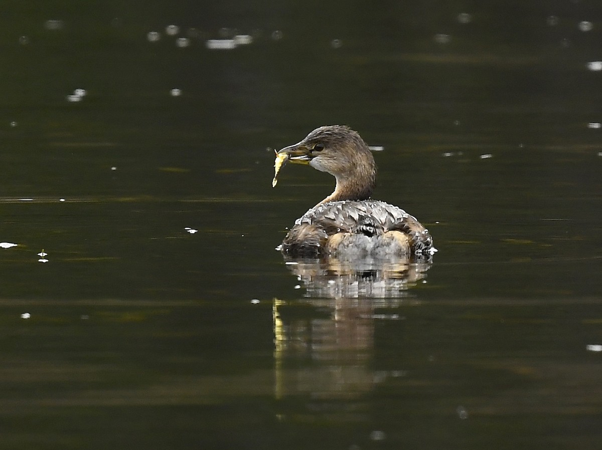 Pied-billed Grebe - ML645349070